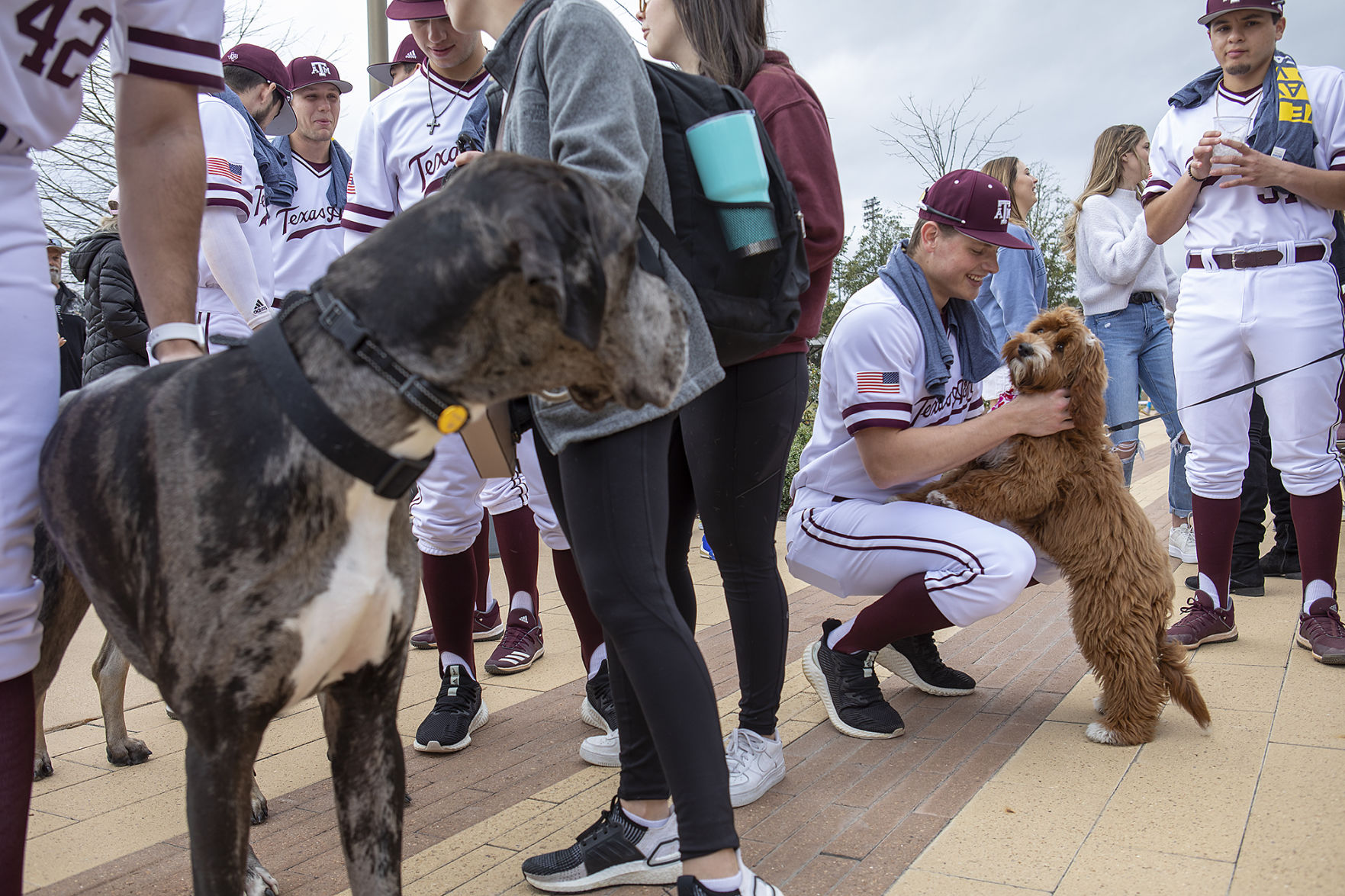 A&M baseball head shaving for cancer